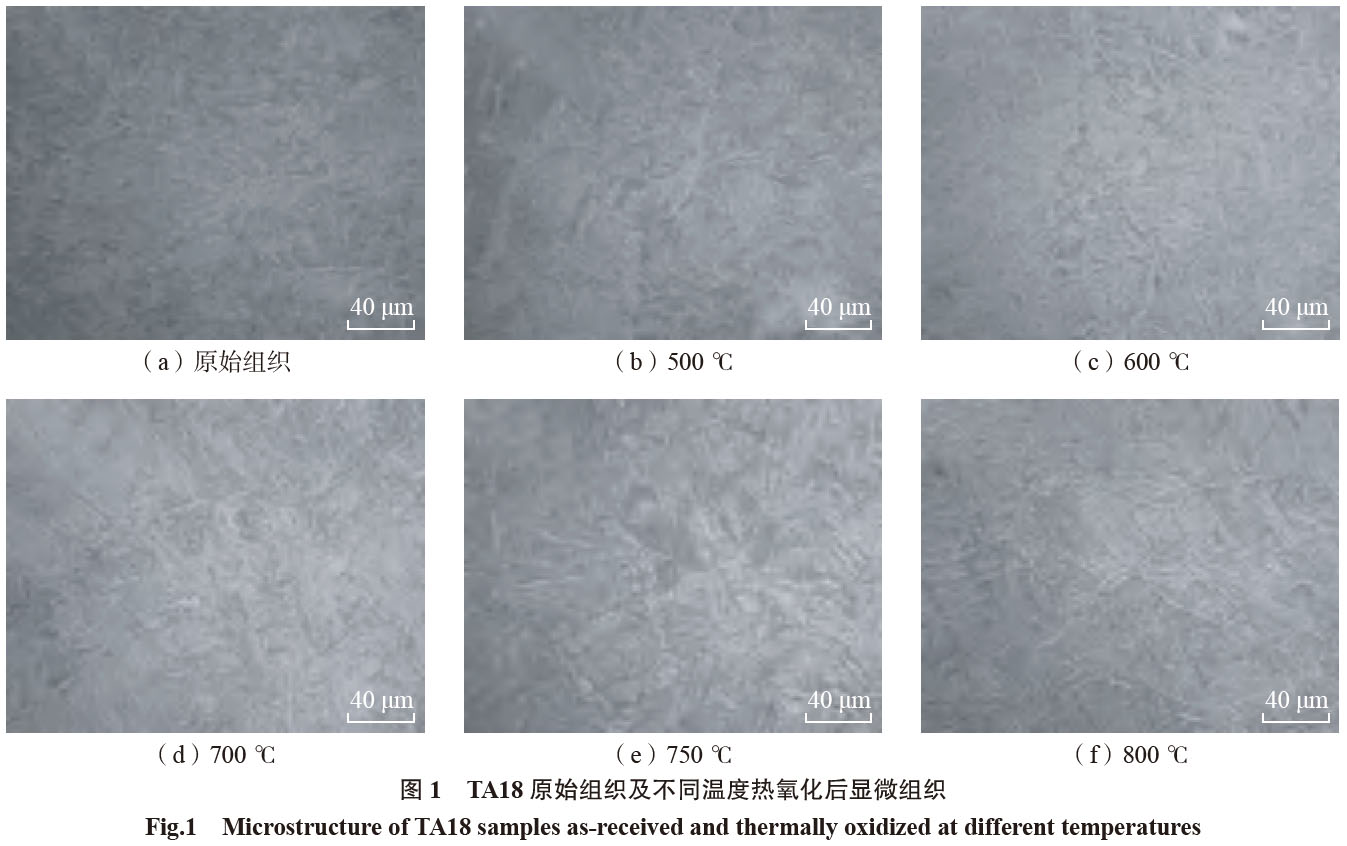 1681544890789254.jpg t1.jpg